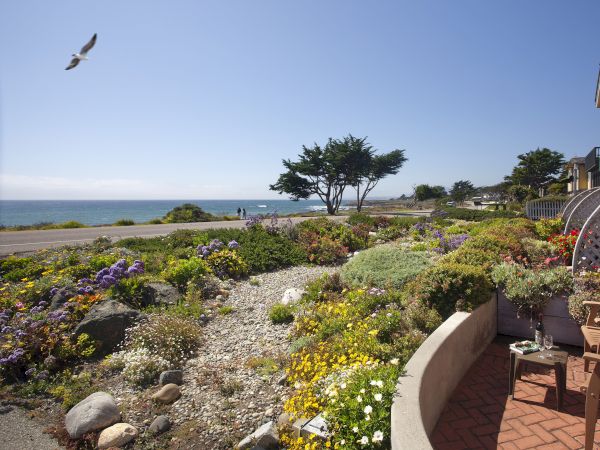 A seaside garden with colorful flowers, a rocky path, and a view of the ocean; a bird soars overhead near a clear blue sky.