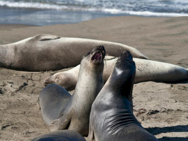 A group of seals lounging on the beach with the ocean waves in the background, relaxing on the sand.