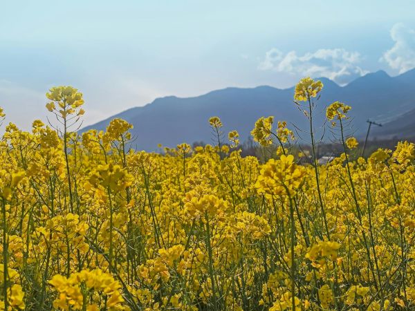 A field of bright yellow flowers with distant blue mountains under a clear sky, peaceful and sunny scene.