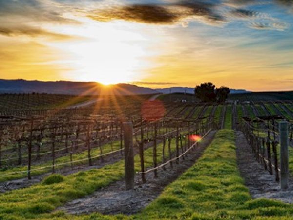 Vineyard rows reach toward a golden sunset; the sun peeks over distant hills, casting long shadows and a warm, tranquil glow across the fields.