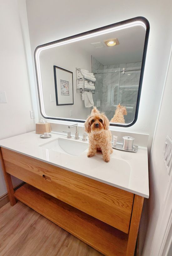 A fluffy pup poses on a bathroom counter in front of a bright, modern mirror with soft LED edges, reflecting a tidy, airy space.