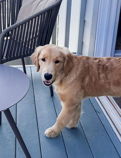 A friendly golden retriever stands on a blue porch next to a round table and chair, looking at the camera with a wagging tail.