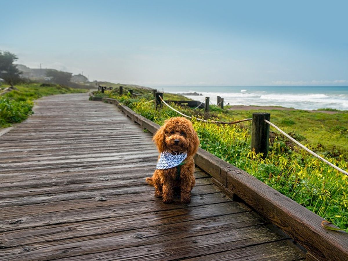 A cute small dog wearing a blue bandana sits on a wooden boardwalk toward a windy coastal scene with green shrubs and the ocean in the distance.
