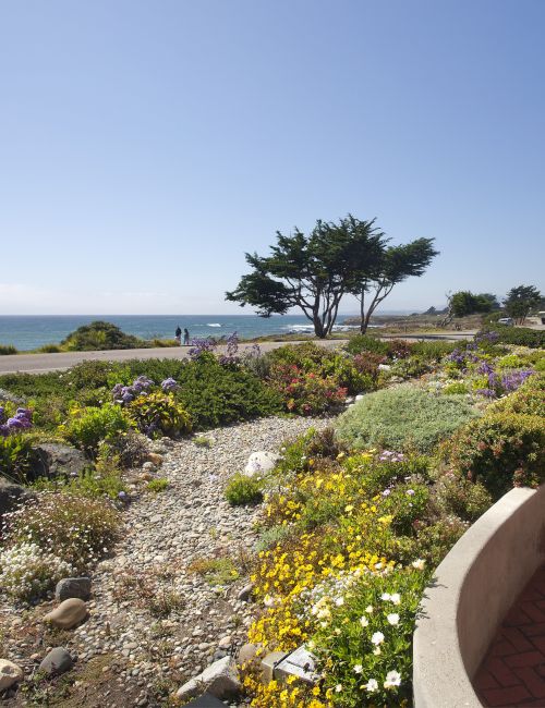 A sunny coastal garden with blooming flowers, a sea view, a stone path, and a bird soaring overhead by the shore.